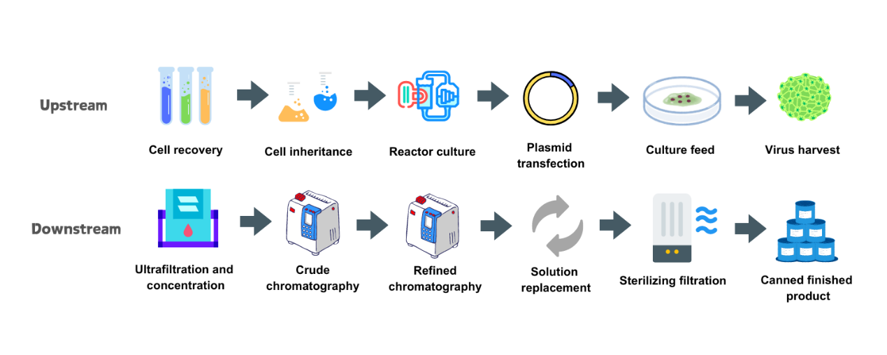 Production-steps-of-AAV.