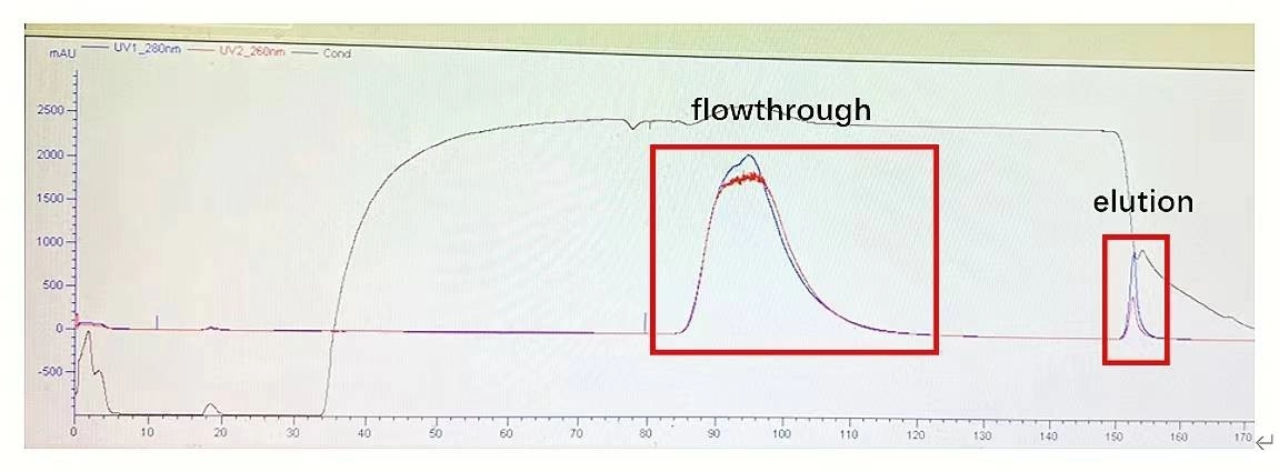 AAVs Affinity Purification Efficiency