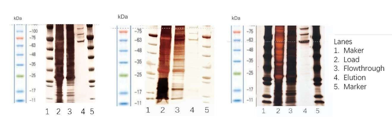 AAVs Affinity Purification Efficiency