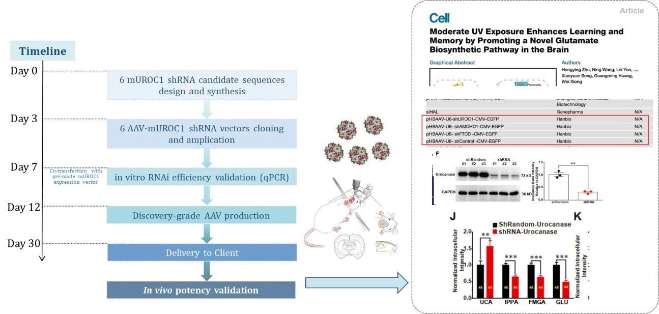 AAV-mediated UROC1-RNAi in mouse hippocampus